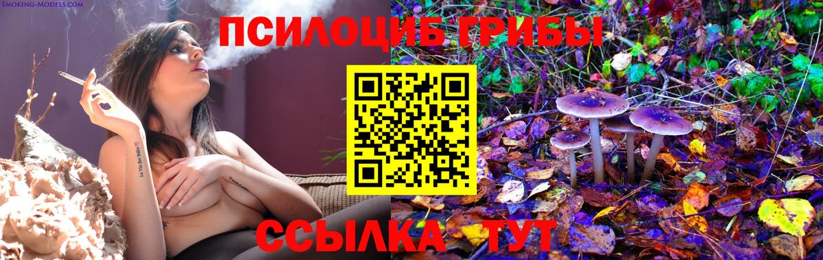 Элиста  Псилоцибиновые грибы Psilocybine cubensis  Вход с VPN 